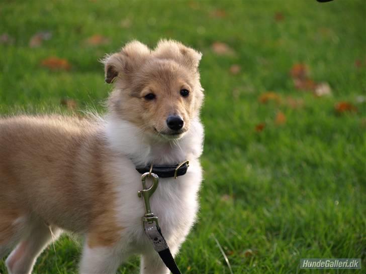 Shetland sheepdog Zimba billede 20