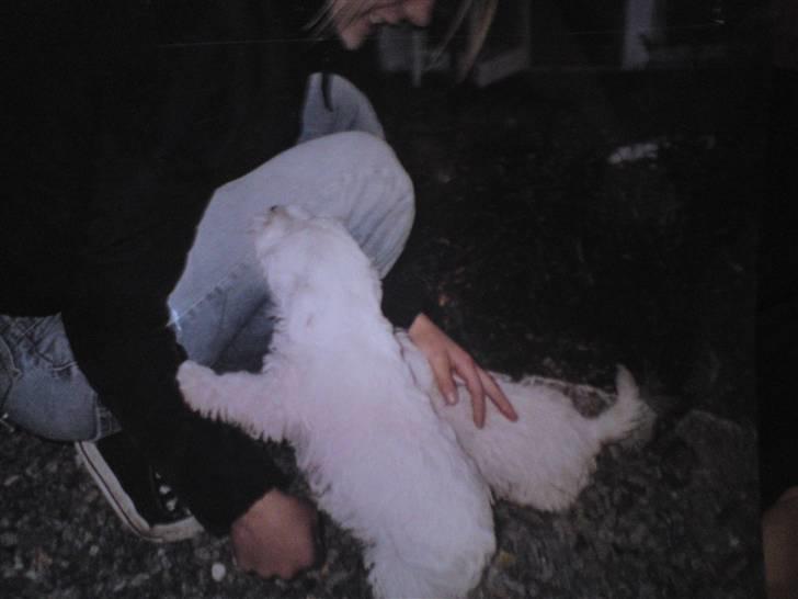 West highland white terrier Rocky "of White Roses" - Rockys hvalpe billede 7