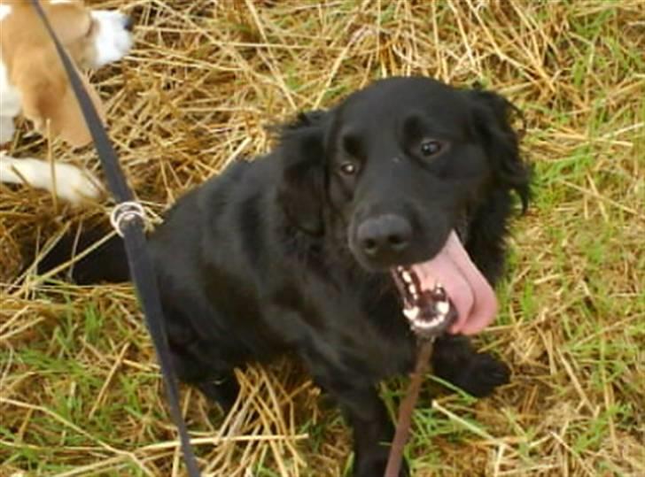 Blanding af racer Buster Cocklab/labcock billede 9