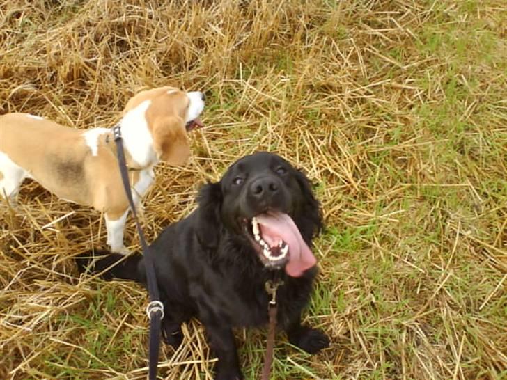 Blanding af racer Buster Cocklab/labcock billede 11