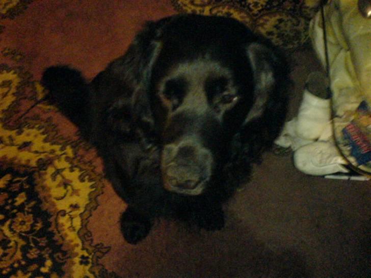 Blanding af racer Buster Cocklab/labcock billede 12