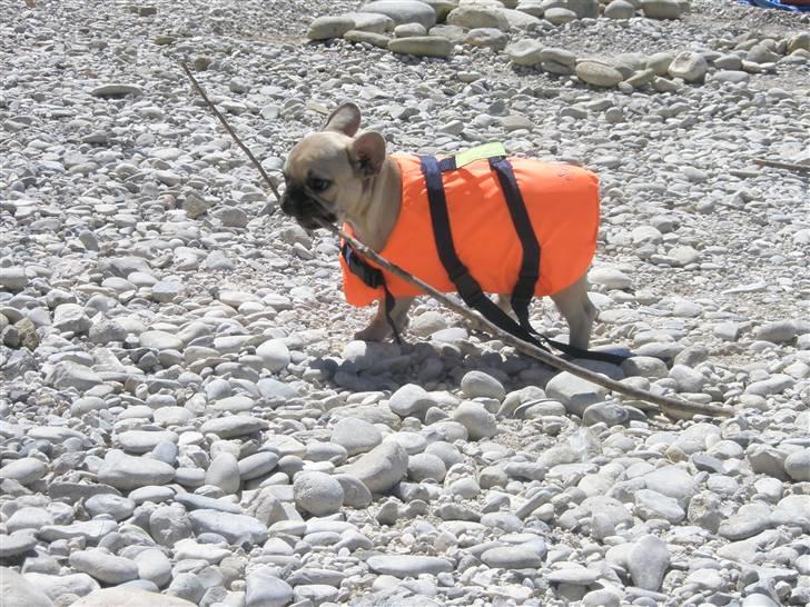 Fransk bulldog Elnora billede 6