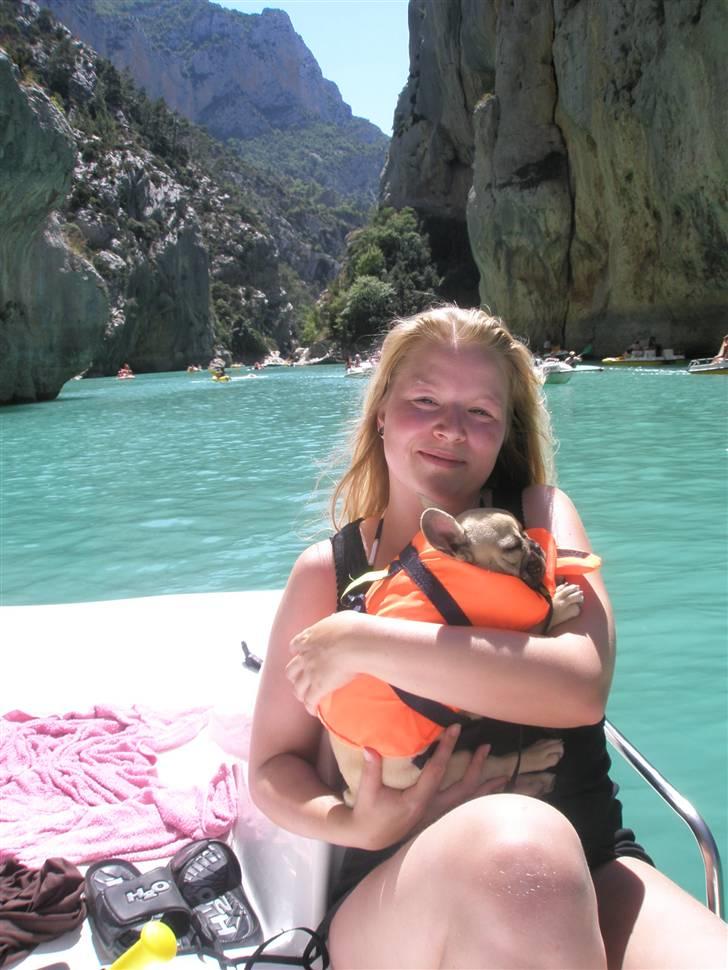 Fransk bulldog Elnora billede 7