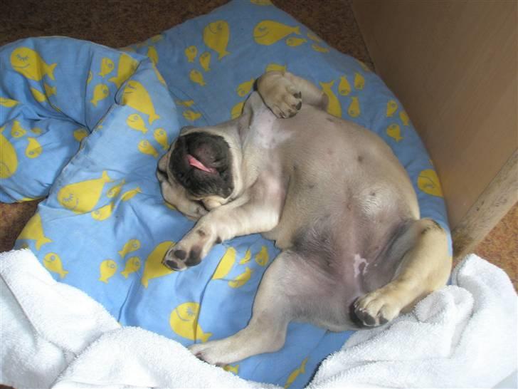 Fransk bulldog Elnora billede 8