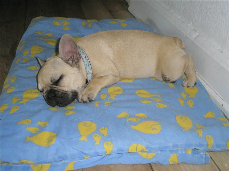 Fransk bulldog Elnora billede 9