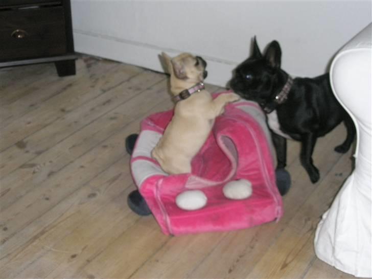 Fransk bulldog Elnora billede 10