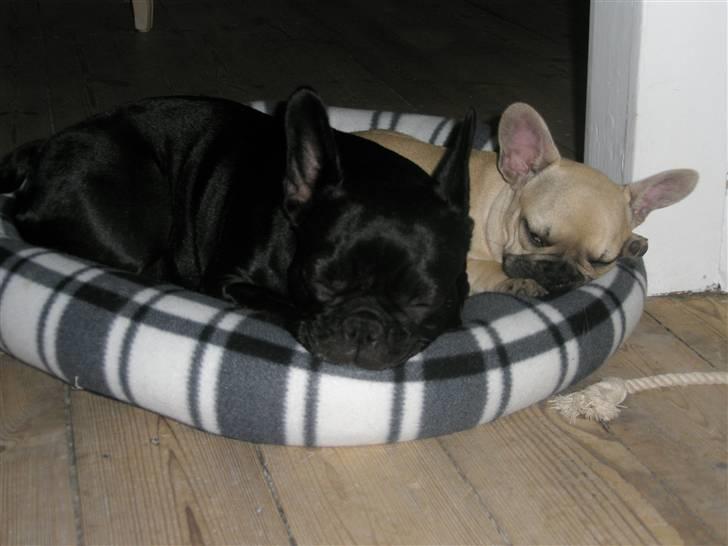 Fransk bulldog Elnora billede 11