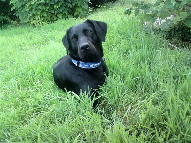 Labrador retriever Laika billede 1