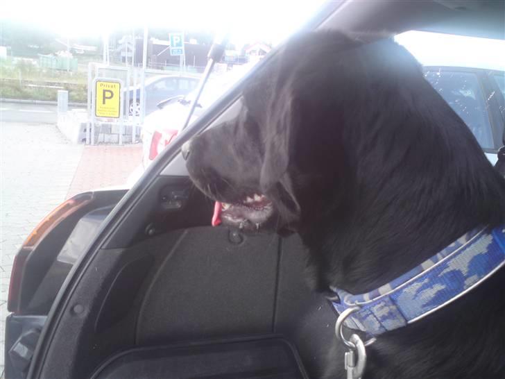 Labrador retriever Laika billede 2