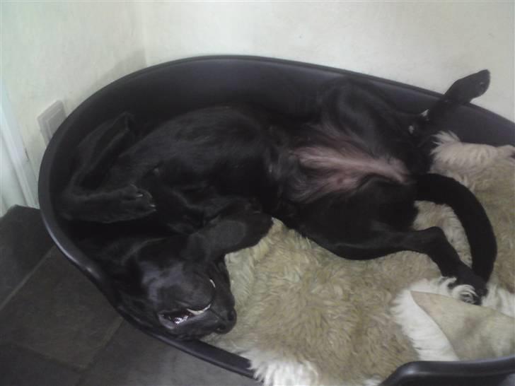 Labrador retriever Laika billede 3