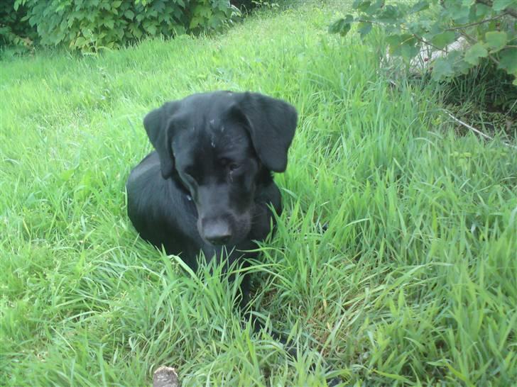 Labrador retriever Laika billede 4