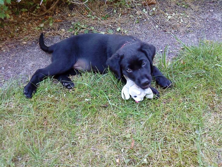 Labrador retriever Laika billede 5