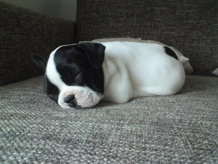 Fransk bulldog Molly billede 1