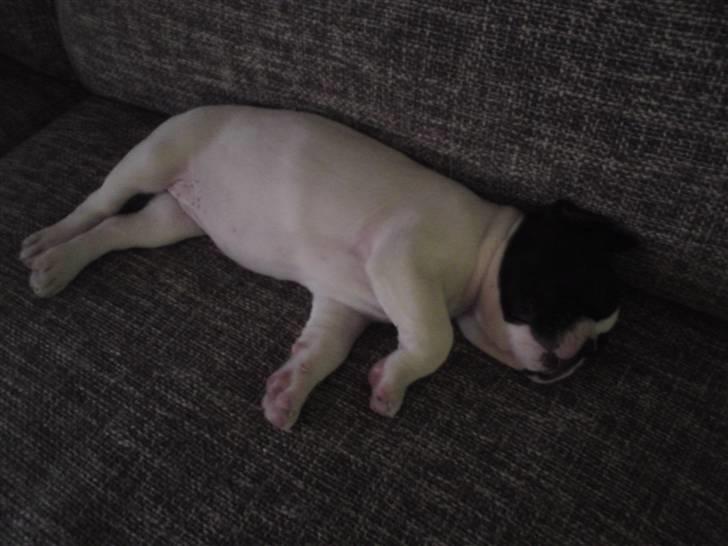 Fransk bulldog Molly billede 2