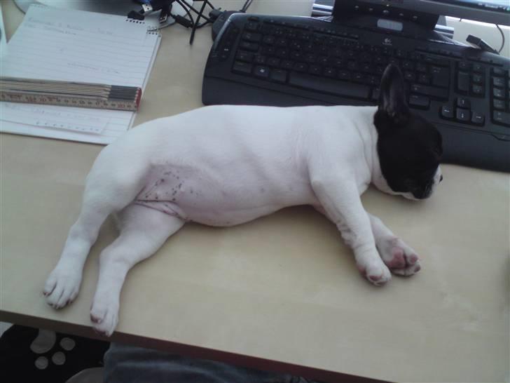 Fransk bulldog Molly billede 3