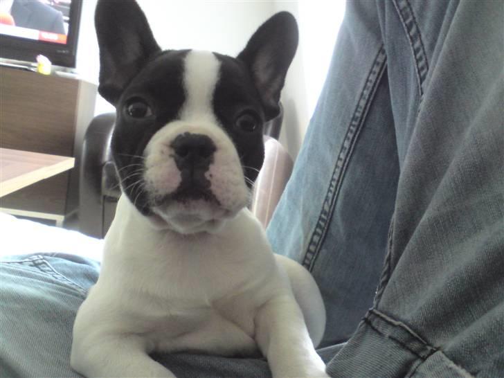 Fransk bulldog Molly billede 4