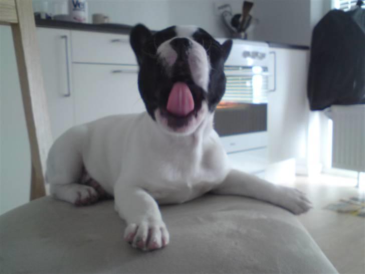 Fransk bulldog Molly billede 5