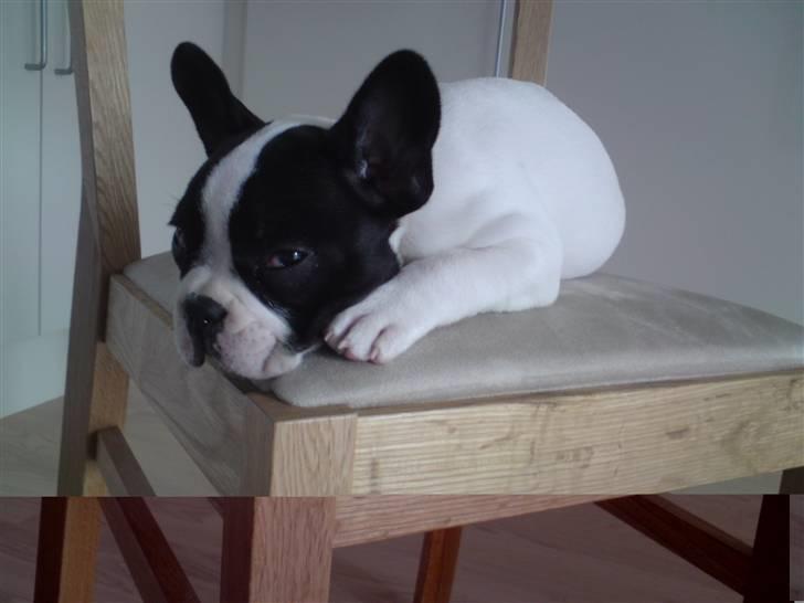 Fransk bulldog Molly billede 6