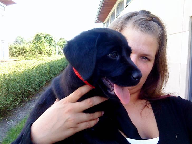 Labrador retriever Laika billede 6