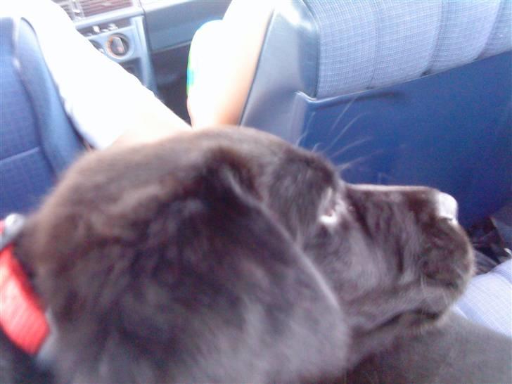 Labrador retriever Laika billede 7