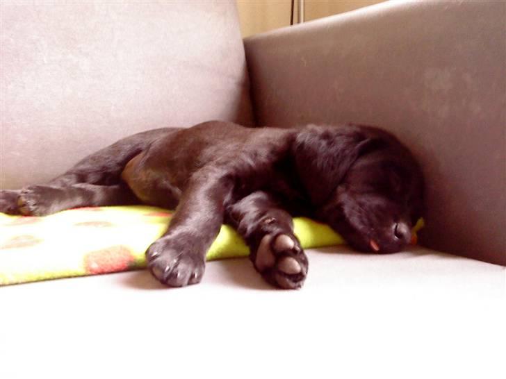 Labrador retriever Laika billede 8