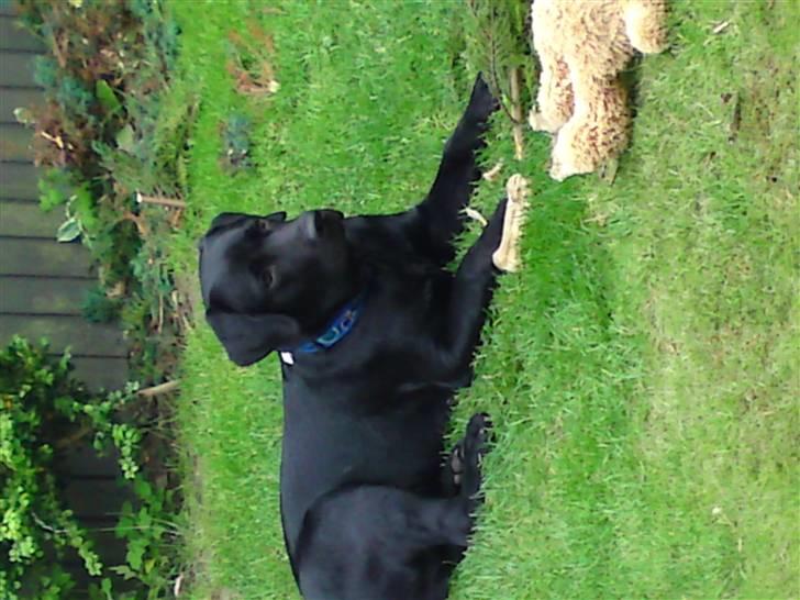Labrador retriever Chiko billede 1