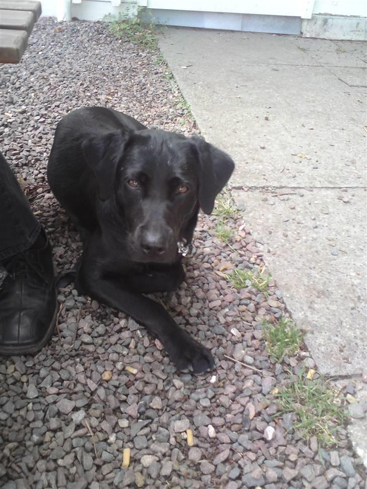 Labrador retriever Laika billede 9