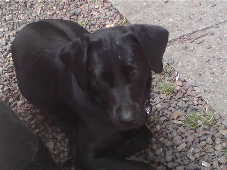 Labrador retriever Laika billede 10