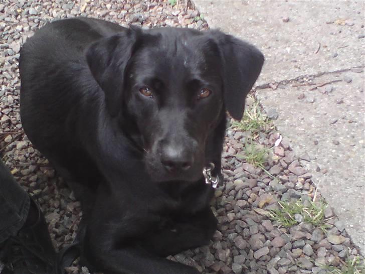 Labrador retriever Laika billede 11