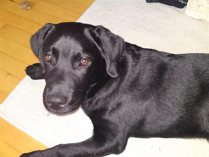 Labrador retriever Chiko billede 2