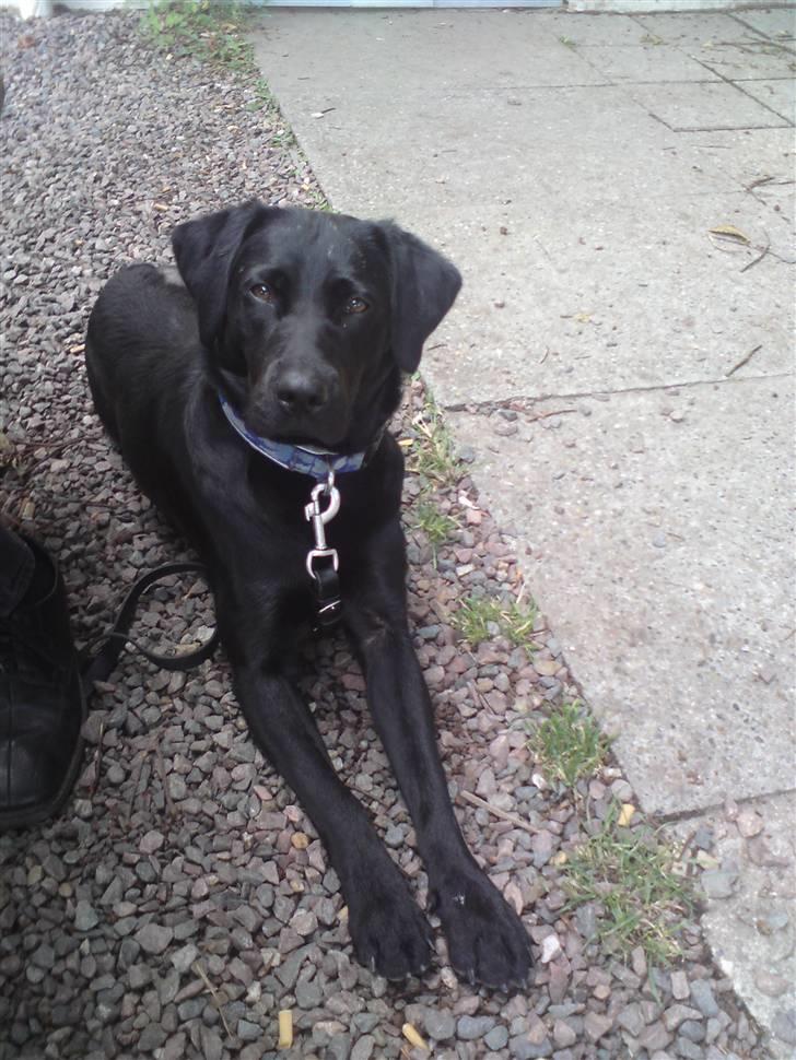 Labrador retriever Laika billede 12