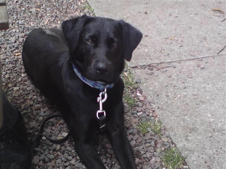 Labrador retriever Laika billede 13