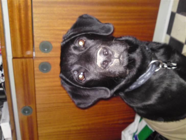 Labrador retriever Chiko billede 3