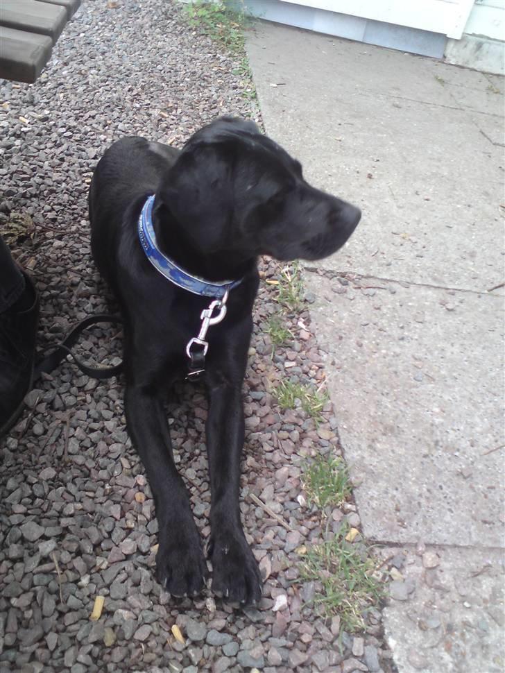 Labrador retriever Laika billede 14