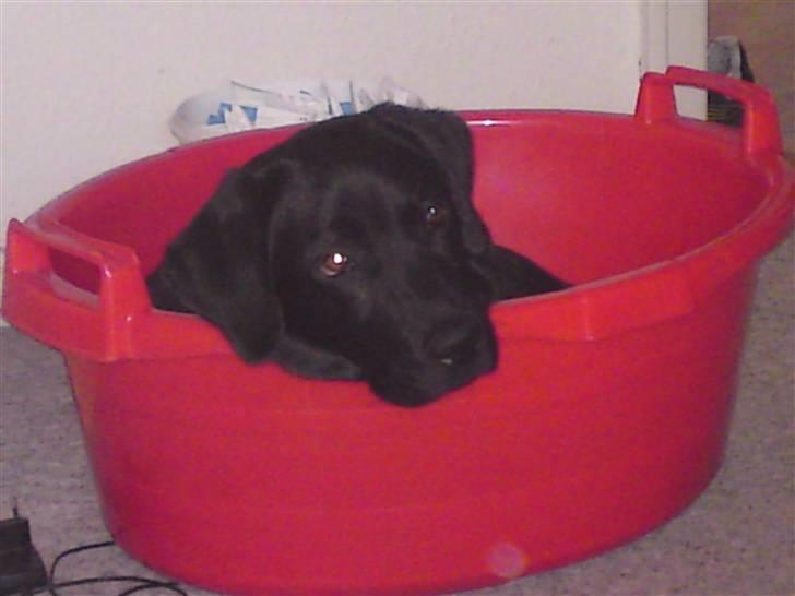 Labrador retriever Chiko billede 4