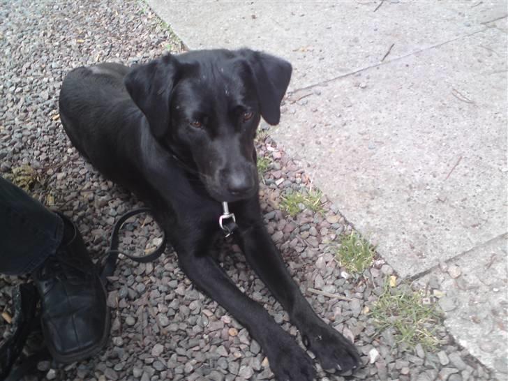 Labrador retriever Laika billede 15