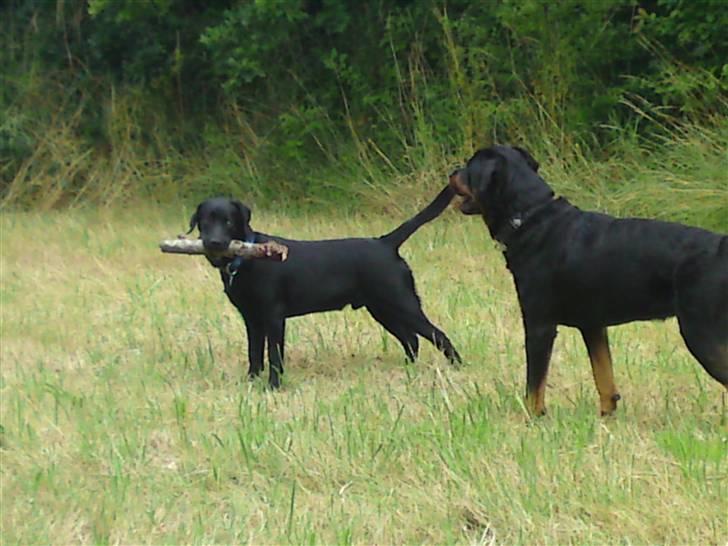 Labrador retriever Chiko billede 5