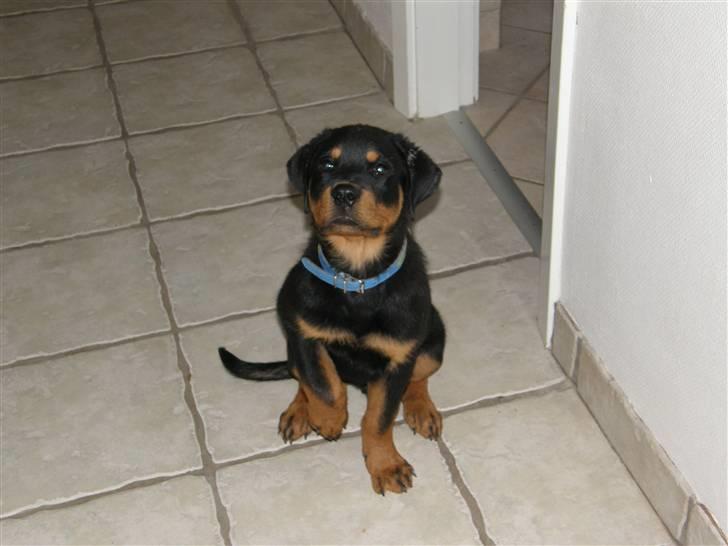 Rottweiler King - Har lige lært hva SIT er :-) billede 2