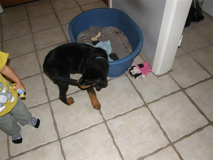 Rottweiler King - Nøj hvor er det trals den sidder fast den der....... billede 3