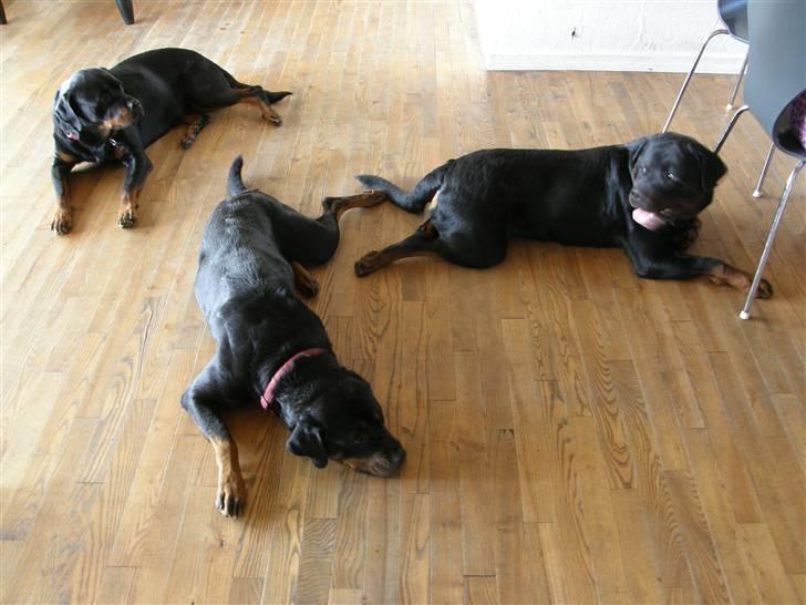 Rottweiler King - Mor/Far og Tante billede 4