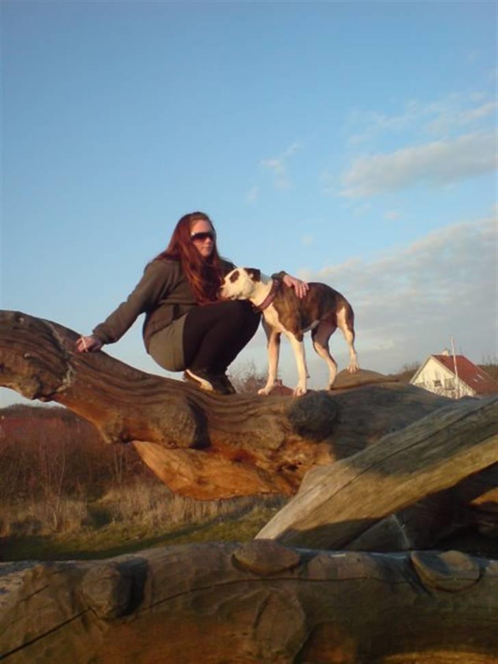 Amerikansk staffordshire terrier Tulle (Ulla) - Danmarks nye bjergged billede 11