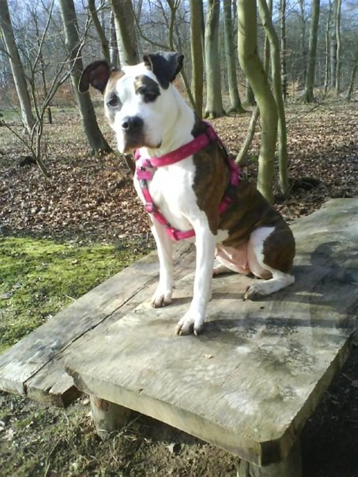 Amerikansk staffordshire terrier Tulle (Ulla) - Tulle i skoven :-D billede 12