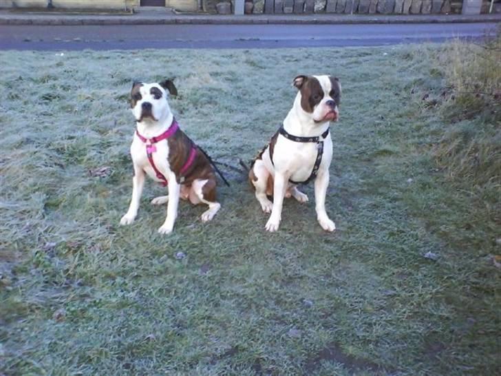 Amerikansk staffordshire terrier Tulle (Ulla) - Tulle og Kaizer en kold morgen billede 13