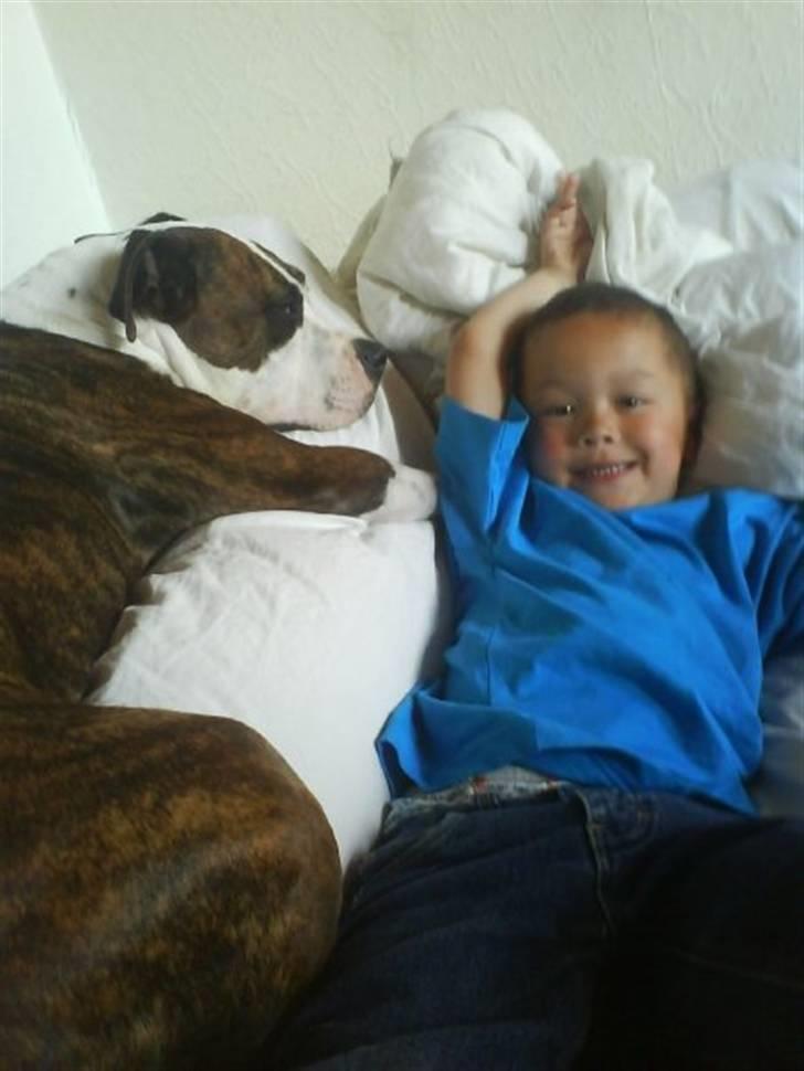 Amerikansk staffordshire terrier Tulle (Ulla) - Tulle og Victor putter i sofaen billede 14