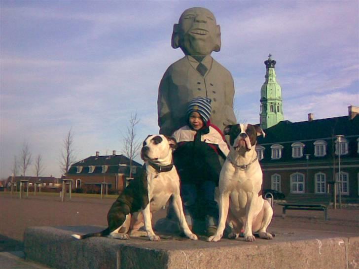 Amerikansk staffordshire terrier Tulle (Ulla) - Ynglingsbillede af familien billede 15