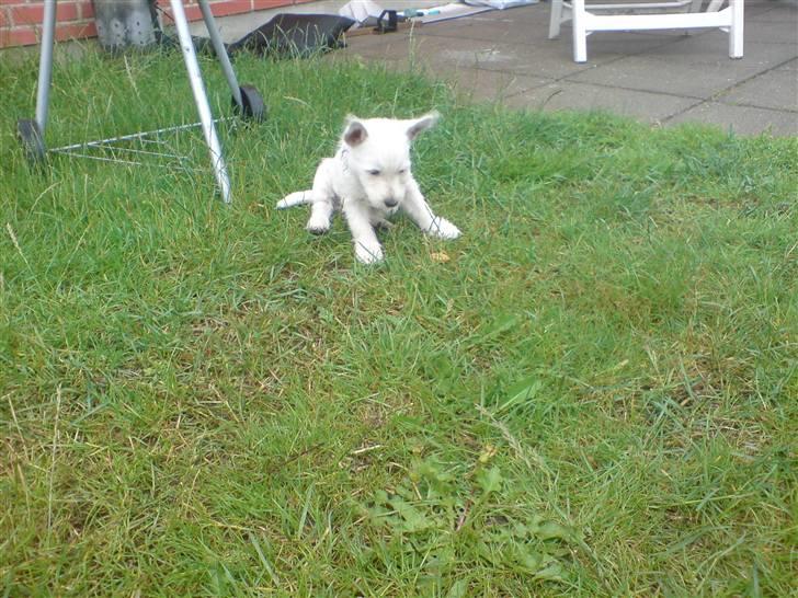 West highland white terrier Emma billede 1