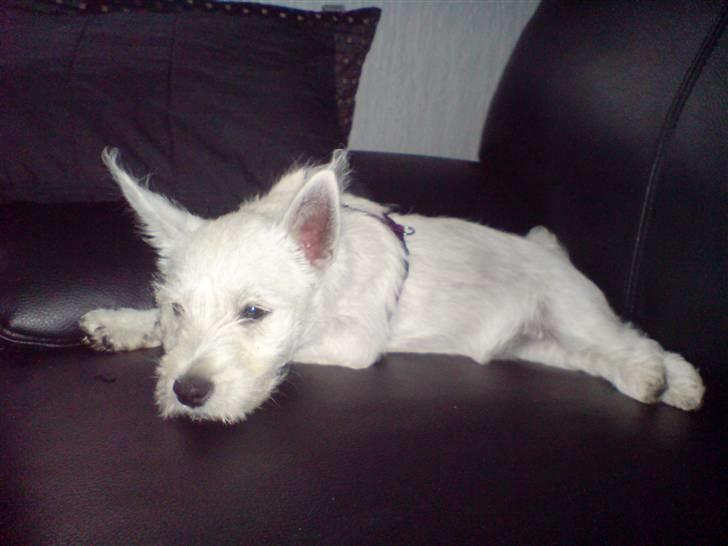 West highland white terrier Emma billede 2