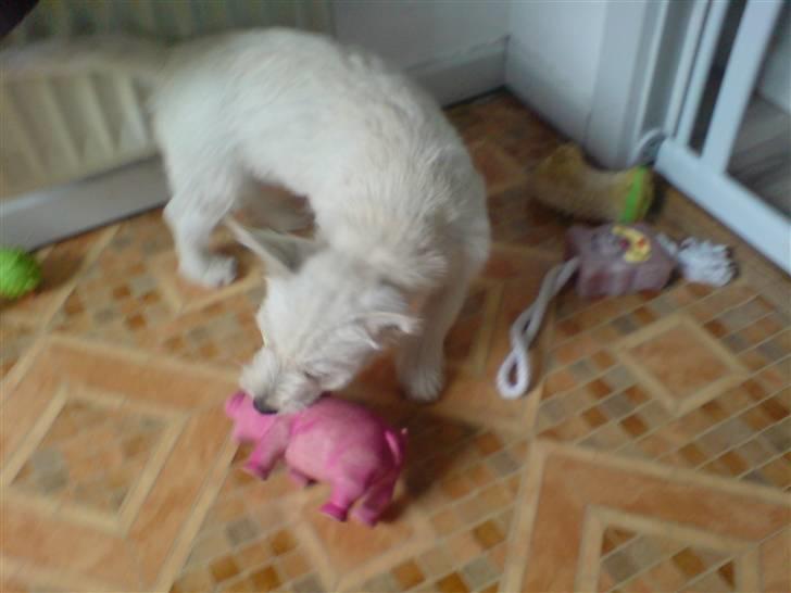 West highland white terrier Emma billede 3