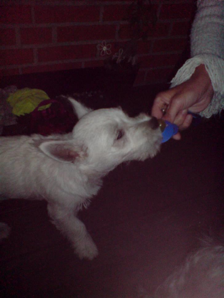 West highland white terrier Emma billede 4