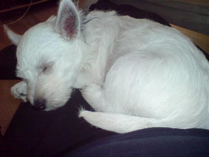 West highland white terrier Emma billede 5